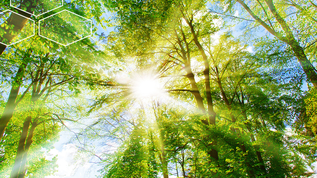 Sonne scheint durch Bäume